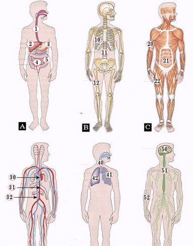 Biologie anatomie organenstelsels
