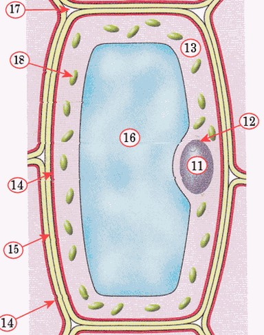 Biologie anatomie Dierlijke cel en Plantencel