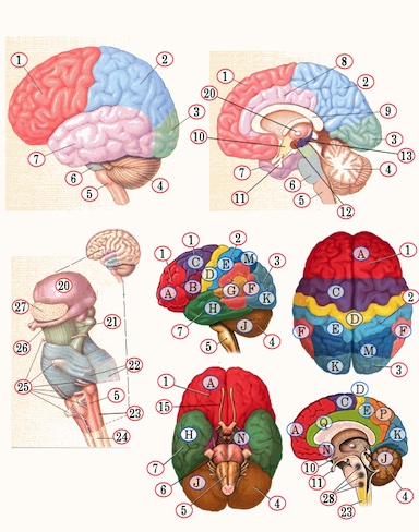 Biologie anatomie hersenen