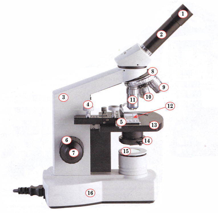 biologie microscoop onderdelen