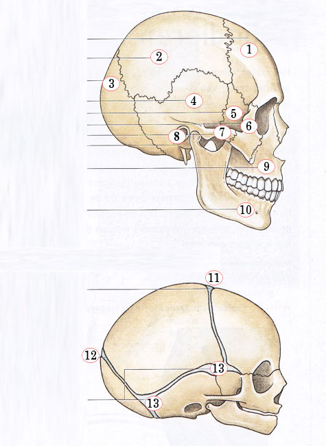 schedel van mens en pasgeboren baby, biologie (copyright Malmberg)