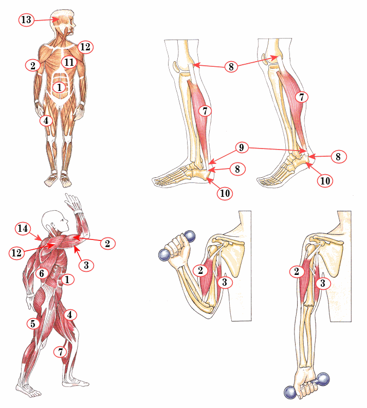 biologie spierstelsel mens (anatomie, buikspier, biceps, triceps, dijspier, borstspier, etc)