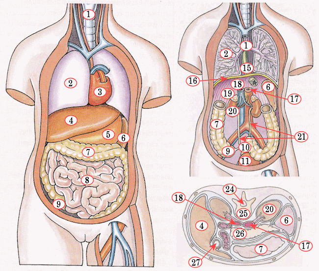torso (schematisch, structuur, anatomie), biologie (copyright Malmberg)